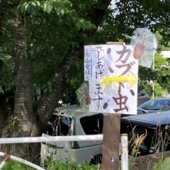 カブトムシ差し上げますっ！