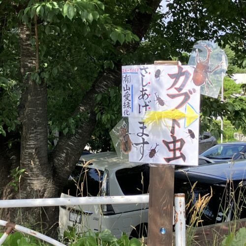 カブトムシ差し上げますっ！