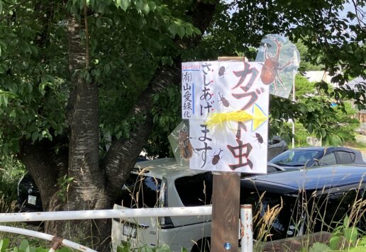 カブトムシ差し上げますっ！